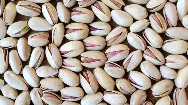 تصویر 4 از قیمت پسته تر با کیفیت ارزان + خرید عمده